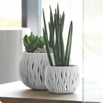   () Prosperplast 9  Sandy Bowl, 