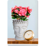   () Idealist Face Planter  (BUD-FP-AW-26)