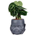   () Idealist Face Planter  (KID-FP-ONE-LG-24)