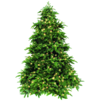   Triumph Tree  305  1144  