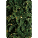    Triumph Tree  305  1144  